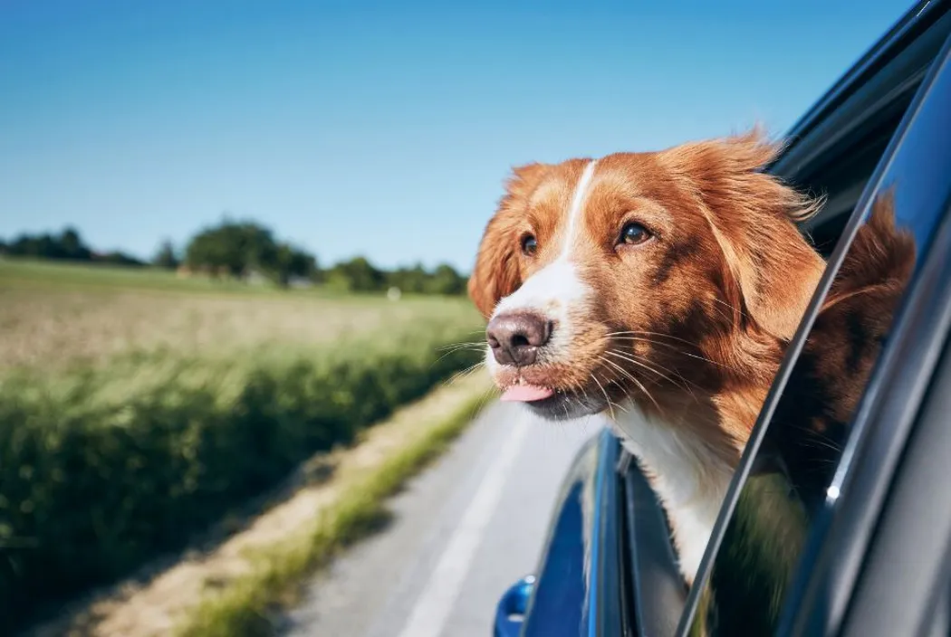 Jak przygotować psa do długiej podróży samochodowej?