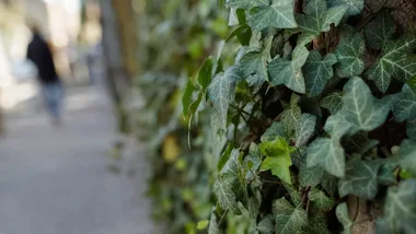 Nowe centrum Jastrzębia-Zdroju ma powstać wśród istniejącej zieleni