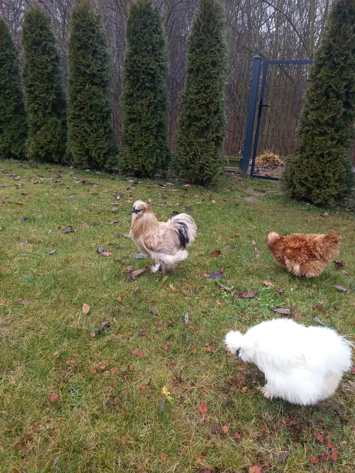 Grafika promocyjna wydarzenia Oddam — kogutka z czerwca do odbioru w Jastrzębiu‑Zdroju