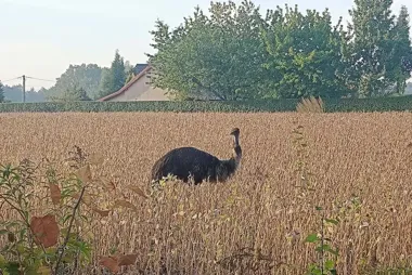 Emu uciekło z Cisówki. Tusiek widywany na polach i przy lasach