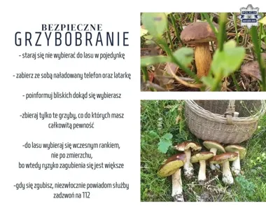 Grzybobranie w śląskich lasach. Policja ostrzega przed zagubieniem i niewypałami